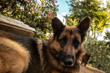 german shepherd dog