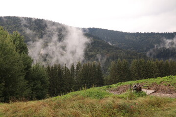 Dampfende Wälder an bewölktem morgen