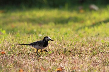 Obraz premium Oiseau