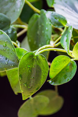 Close-up on a green leaf of philodendron scandens houseplant with water droplets.