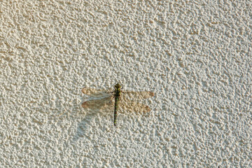  large dragonfly sits on a white house wall