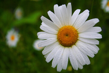 Fototapeta premium Marguerite