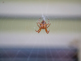  big brown spider sits in its web and waits for prey