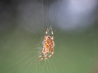  big brown spider sits in its web and waits for prey