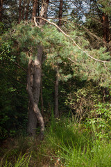 A fragment of a forest pine tree with a lush branch and an intricately curved trunk.