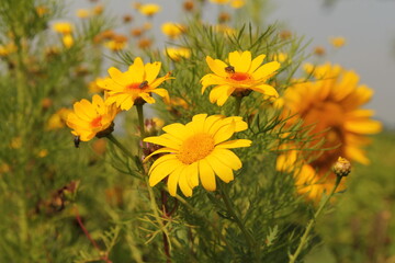 a beautiful marguerite plant with yellow flowers closeup in a field margin in the dutch countryside in summer