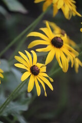 Yellow flowers in the woods