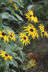 Yellow flowers in the woods