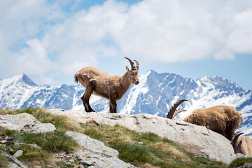 Wild ibex in the italian Alps. Gran Paradiso National Park, Italy