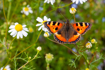 Fototapeta premium Schmetterling Admiral