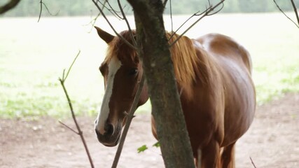Sad abandoned tamed horse left alone in farm