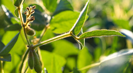 Soybean fields. Ripe yellow soybean pods at sunrise. Blurred background. The concept of a good harvest. Macro
