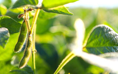 Soybean fields. Ripe yellow soybean pods at sunrise. Blurred background. The concept of a good harvest. Macro
