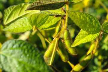 Soybean fields. Ripe yellow soybean pods at sunrise. Blurred background. The concept of a good harvest. Macro
