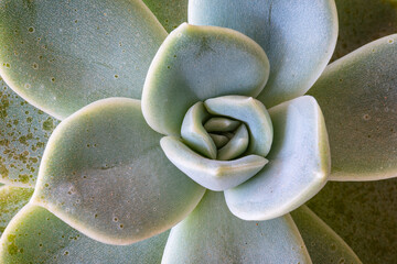 Macro shot of a succulent plant.