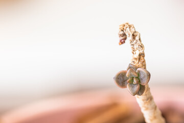 Macro shot of a succulent plant.
