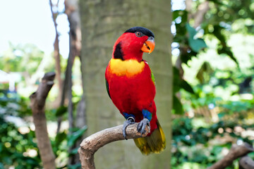 colorful bird sitting on a tree   