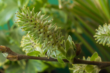 The male part of the common willow tree usually found is wet and damp environments. 