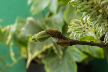 Early stages of the male part of the willow tree in early Spring.
