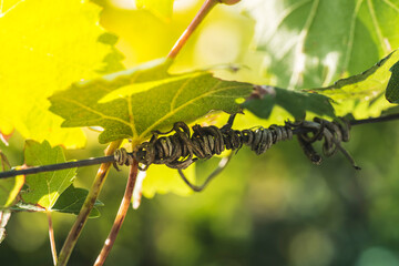 Vine dry tendril  with warm sunlight. Autumn harvesting vineyard 