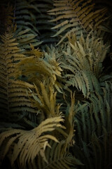 Leśna paproć. © Mikolaj