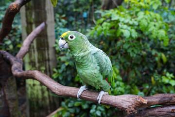 The yellow-fronted Amazon, or Suriman amazon, is a bird of the parakeet family	