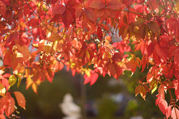 Fototapeta premium Red leaves of a plant entangle an arch in the park