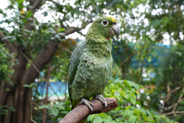 The yellow-fronted Amazon, or Suriman amazon, is a bird of the parakeet family	