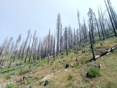 Beetle Kill Forest In Yosemite National Park