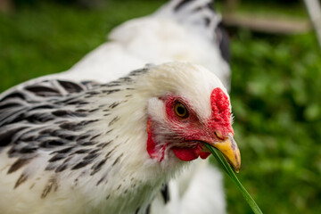 Light Brahma Farm Chicken