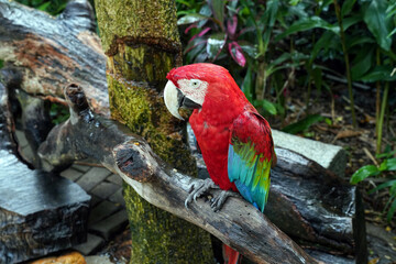 the red macaw is a large, colorful bird with a large wingspan