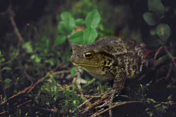 Large fat toad with bumps and warts sits on the ground