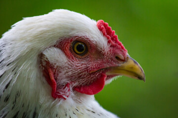 Light Brahma Farm Chicken