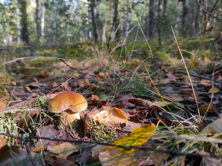 small cep mushroom grow in forest