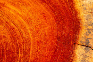 closeup on wood texture, wood background