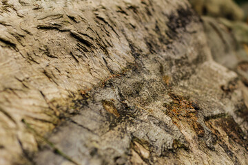 Rough bark of an old tree in the forest