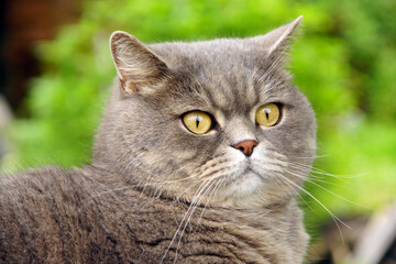 Naklejka na ściany i meble Gray cat of British breed looks with its yellow eyes against the background of a green field