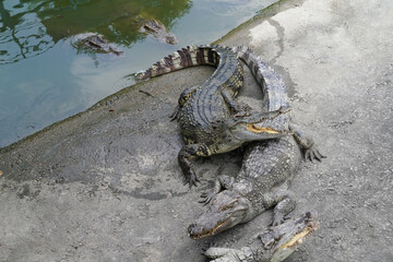 crocodiles lie on the shore of the lake   