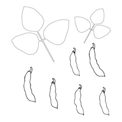 Soy plant sketch. Art design element monochrome stock vector illustration for product design, for packaging design, for web, for print