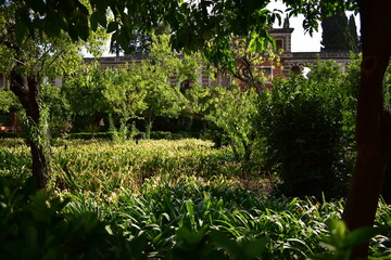 Un jardín por la mañana 