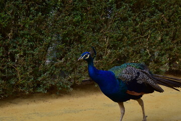 Pavo real caminando