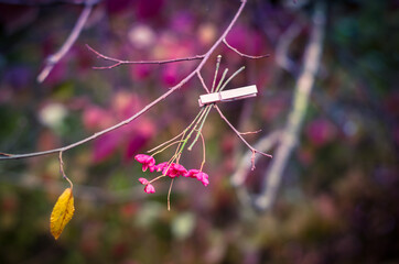 colorful autumn and pink flowers