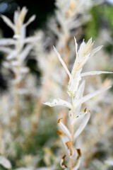 Light white ornamental frangipani leaves in detail.