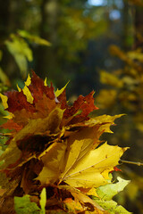 Bouquet of autumn maple leaves of different colors, red, yellow and orange