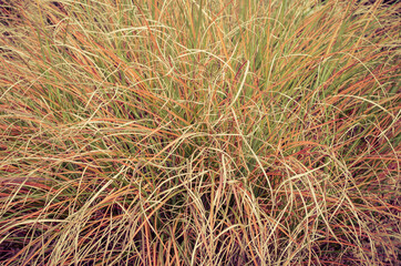 background of colorful red, green and orange decorative grass plant