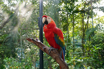 red macaw parrot sitting on a branch in the park © Sergey Fomin
