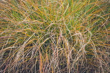 background of colorful red, green and orange decorative grass plant