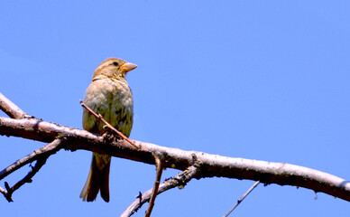There is a beautiful sparrow sitting on a tree branch