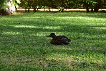 Pato descansando 