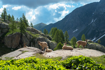 bouquetins sur des rochers à la montagne
